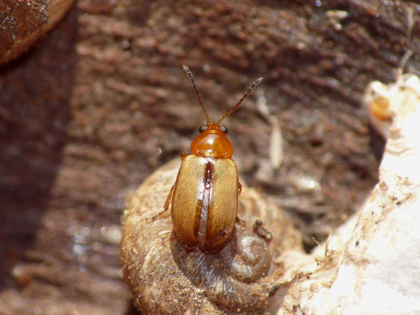 Piccolo Chrysomelidae: Hermaeophaga ruficollis